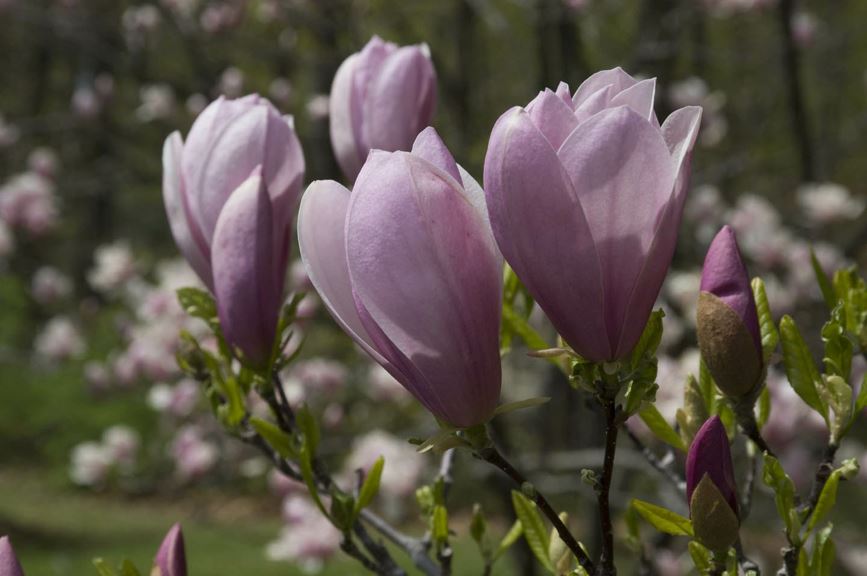 Magnolia 'Pinkie' - magnolia
