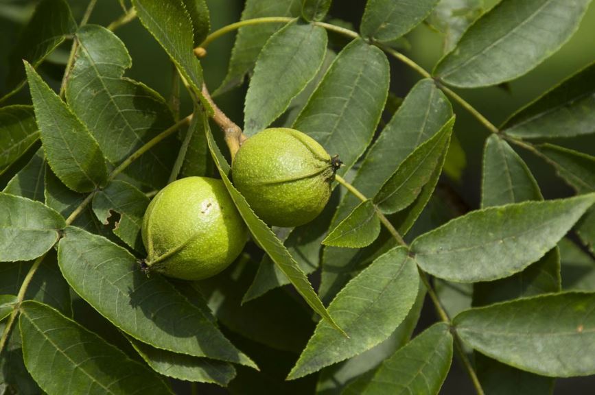 Carya cordiformis