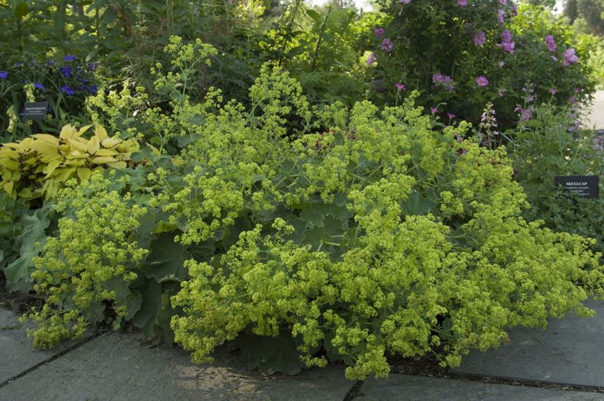 Alchemilla mollis
