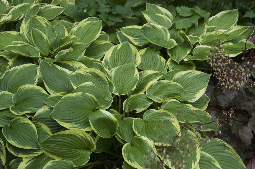 Hosta 'Ellerbroek' - plantain lily