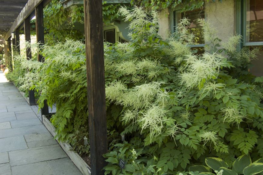 Aruncus dioicus