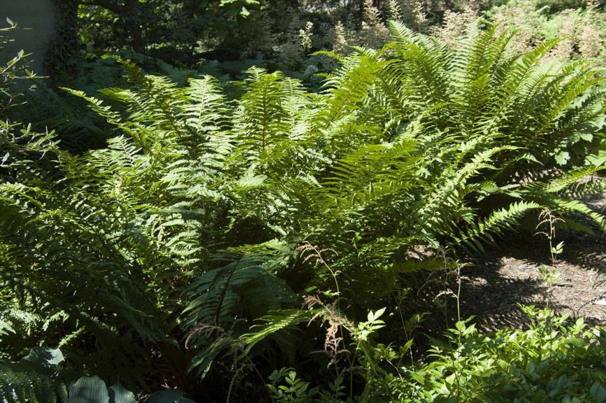 Dryopteris × complexa 'Robust'