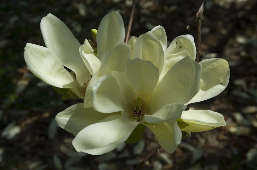 Magnolia 'Elizabeth'