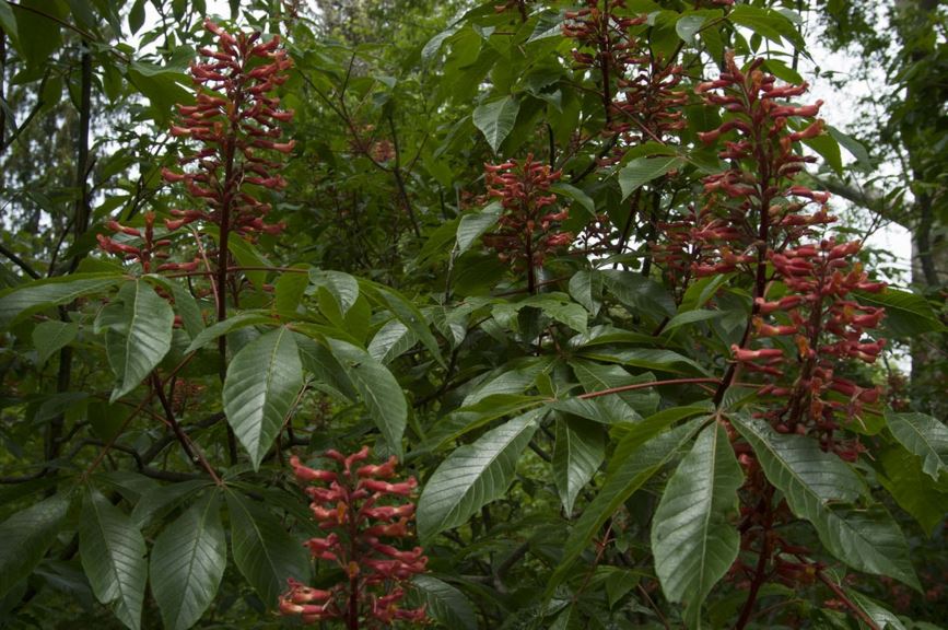 Aesculus pavia